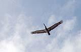 Brown Pelican Placencia 2022